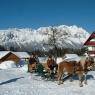 Schladming-Dachstein - Pürcherhof