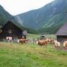 Schladming-Dachstein - Höflechner, Potzalm