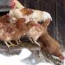 Schladming-Dachstein - Bauernhof Weichbold vlg. Hoanz