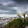 Schladming-Dachstein - Chalet Schladming-Rohrmoos
