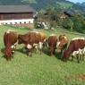 Flachau - Oberbichlgut
