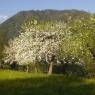 Schladming-Dachstein - Pension Lasserhof
