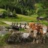 Schladming-Dachstein - Höflechner, Potzalm