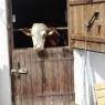SkiWelt Wilder Kaiser-Brixental  - Biobauernhof Harasshof