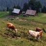 Schladming-Dachstein - Willingerhof