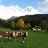 SkiWelt Wilder Kaiser-Brixental  - Mühleggl, Forsthaus