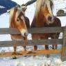 Schladming-Dachstein - Zick, Bauernhof