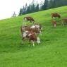 SkiWelt Wilder Kaiser-Brixental  - Bauernhof Obholzhof - Peter u. Maria Feger