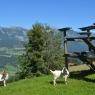 Schladming-Dachstein - Hotel Breilerhof