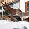 SkiWelt Wilder Kaiser-Brixental  - Chalet am Kaiser