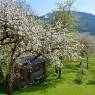 SkiWelt Wilder Kaiser-Brixental  - Bauernhof Niederscheffau - Fam. Werlberger