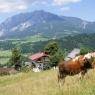 Schladming-Dachstein - Bio-Bauernhof Greiml