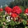 SkiWelt Wilder Kaiser-Brixental  - Appartements Told
