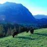 Schladming-Dachstein - Moar z'Winklern-Hof