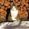 SkiWelt Wilder Kaiser-Brixental  - Fuchsbauer - Appartement Misslinger