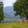Schladming-Dachstein - Moserhof