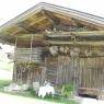 SkiWelt Wilder Kaiser-Brixental  - Biobauernhof Enting