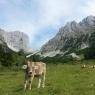 SkiWelt Wilder Kaiser-Brixental  - Oberberg, Ferienwohnung