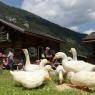Flachau - Alpenland, Ferienhaus