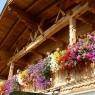 SkiWelt Wilder Kaiser-Brixental  - Gästehaus Werlberger