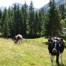 Schladming-Dachstein - Aignerhof