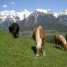 Schladming-Dachstein - Asingerhof