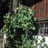 SkiWelt Wilder Kaiser-Brixental  - Appartement Alpin - Albert Edinger