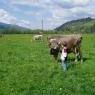 Schladming-Dachstein - Pension 