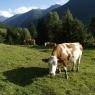 Schladming-Dachstein - Bio Bauernhof Spießschweiger Fam. Schiefer