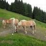 Schladming-Dachstein - Ferienhaus Schwab Brunner