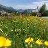 SkiWelt Wilder Kaiser-Brixental  - Kaiserchalet Dancy