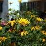 SkiWelt Wilder Kaiser-Brixental  - Appartements Hassak Martin