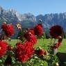 SkiWelt Wilder Kaiser-Brixental  - Appartement Oberleiten