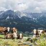SkiWelt Wilder Kaiser-Brixental  - Sunnseit' Appartement