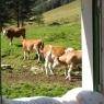 Schladming-Dachstein - Höflechner, Potzalm