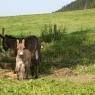 Schladming-Dachstein - Reithabhof