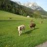 SkiWelt Wilder Kaiser-Brixental  - Ferienwohnung Beinstingl Ortner Eva