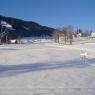 Schladming-Dachstein - Alpenblume