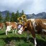 Schladming-Dachstein - Hotel-Pension Berghof