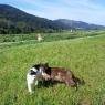 SkiWelt Wilder Kaiser-Brixental  - Biobauernhof Harasshof
