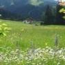 SkiWelt Wilder Kaiser-Brixental  - Ferienwohnung Schmid Christine