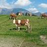 SkiWelt Wilder Kaiser-Brixental  - Waldschönau, Haus