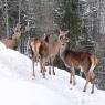 Schladming-Dachstein - Pension Eisbacherhof