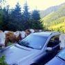 Schladming-Dachstein - Badlechner Alm