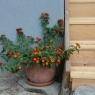 Schladming-Dachstein - Appartement Haas