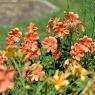 SkiWelt Wilder Kaiser-Brixental  - Pension Aloisia