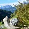 Schladming-Dachstein - Fresold