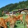 Schladming-Dachstein - Holdhof